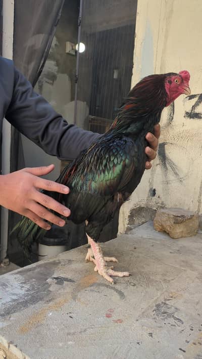 Pure Mushka male ( Pure Mianwali) , pure javi madi , pure shajri madi