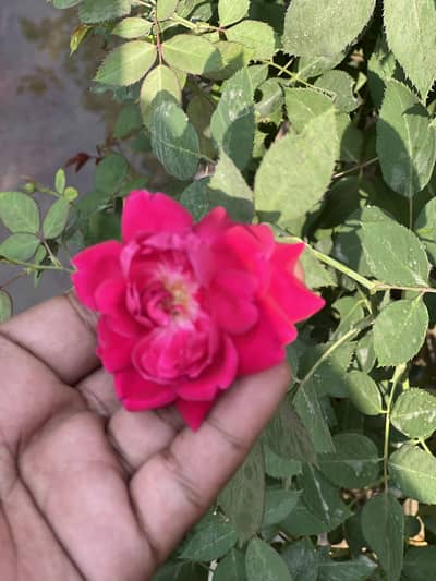 Rose