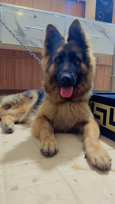 German Shepherd Long Coat