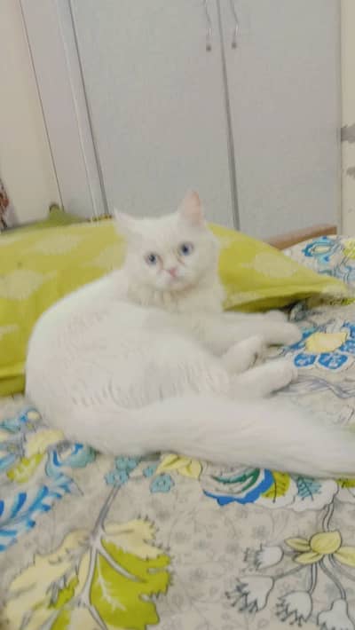 Persian kitten pair + mother