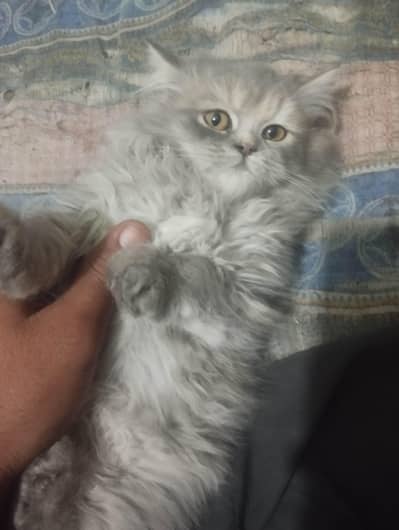 Cute Cat Piar Available