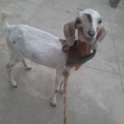 Healthy Female Goat (8 Months Old) for Sale