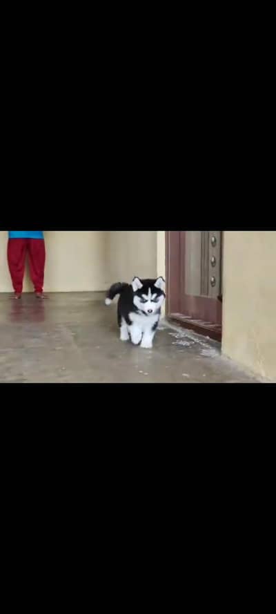 Siberian husky fore sale Whatsapp number 0320/3792/405