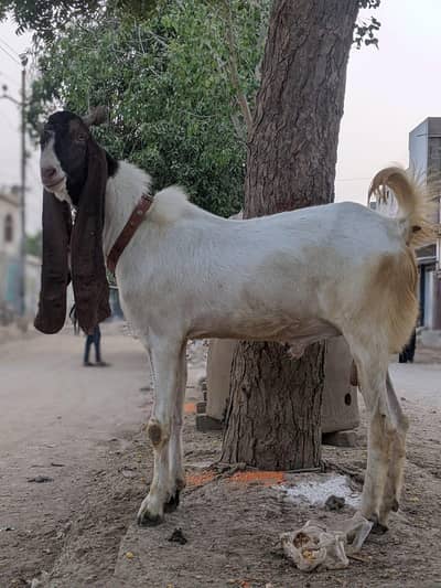 bakra