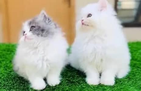 Persian female kitten for sale My WhatsApp number 03 25 022 67 56