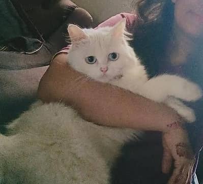 Persian cat