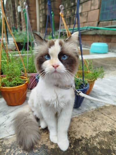 Ragdoll for sale
