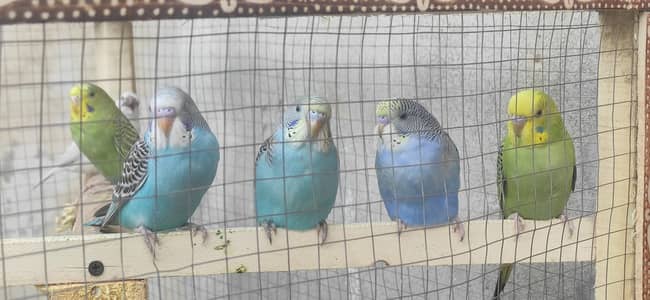 Australian bugies for sale location chakwal