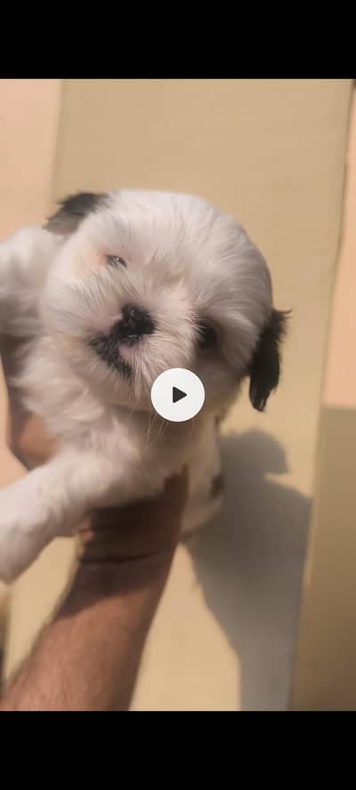 shihtzu puppy