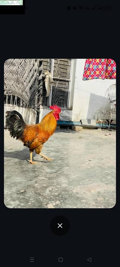 Desi murga for sale active