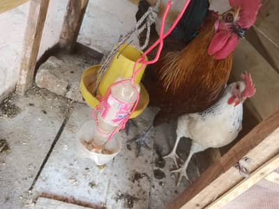 golden misri for sale