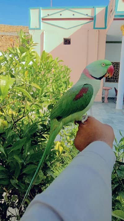parrot for sale