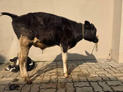 Australian Fresian  bull | |High Quality  bull |   Freezian |  بیل