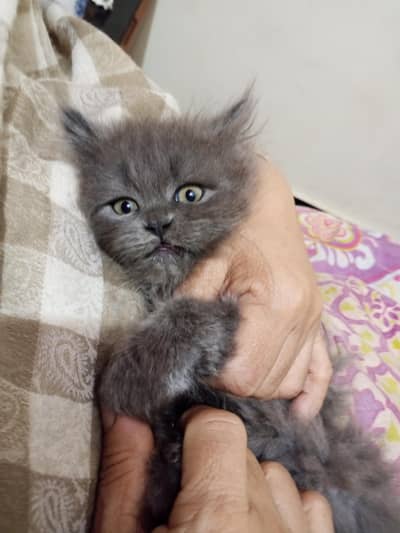 triple coat kitten available hai jis ko chahiye ajaye