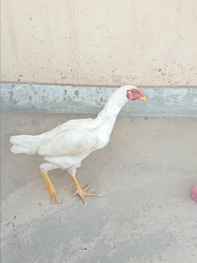 pure Heera aseel patha