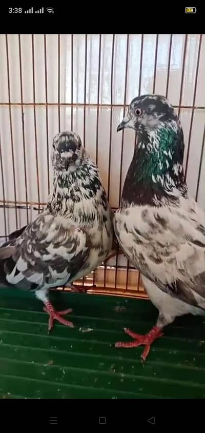 2 pair pigeon