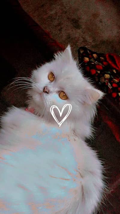 triple coated Persian cat full trained