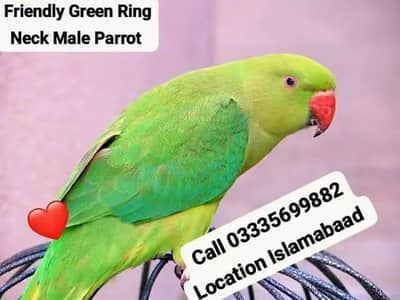 Final 5500 Friendly Green Ring Neck Male Jumbo Size