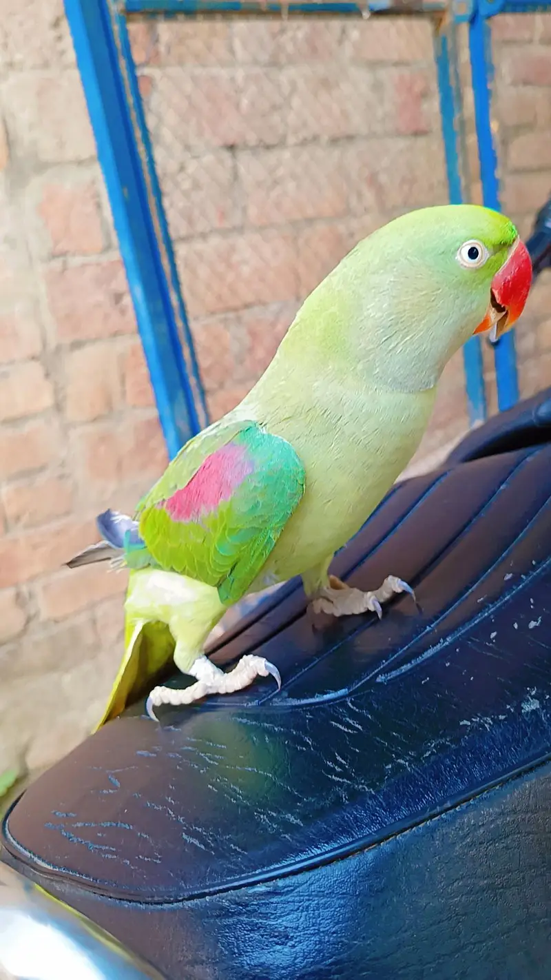 parrot