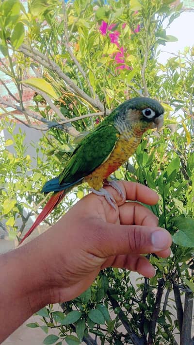 canor parrat for sale | Hand tame parrot | Bird