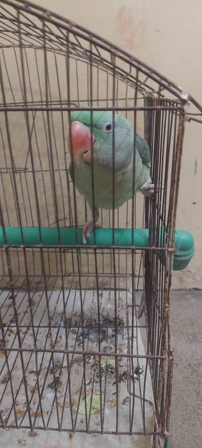 talking raw parrot  female