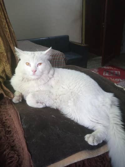 White Male Cat for Sale – Healthy & Active