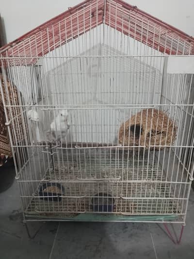 cage and bird for sale .
