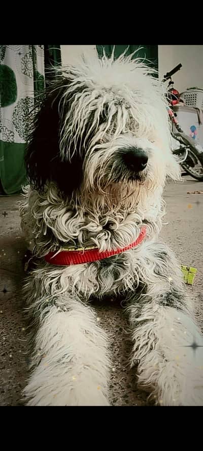 American poodle dog ege 8 month