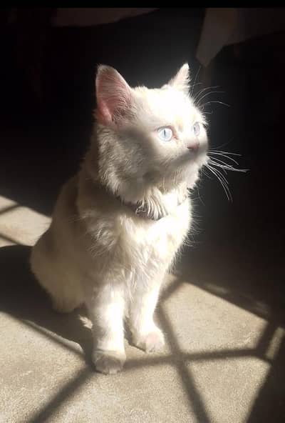 Persian Cat For Sale