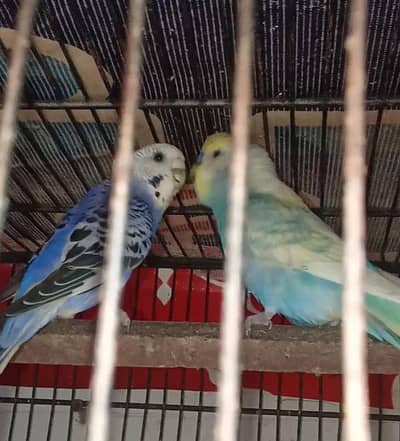 Budgies Breeder pair With Egg