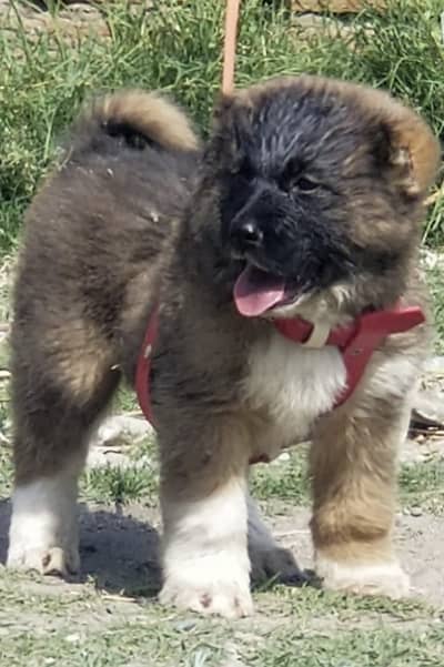 Turkish kangal | Turkish kangal  dog | Turkish kangal puppy for sale