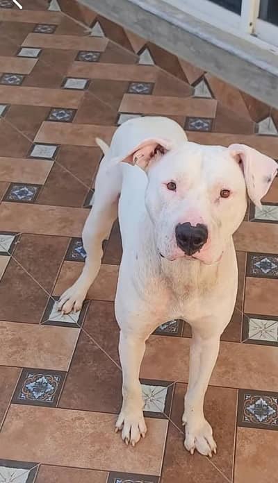 Bull terrier  young male dog for urgent sale