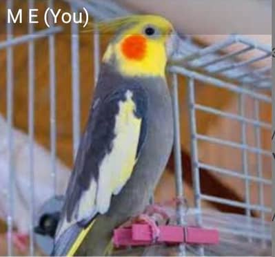 9 Month cocktail good condition my only WhatsApp number 03112186163