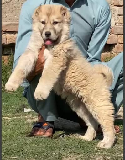 bakharwal dog | bakharwal puppies | bakharwal for sale