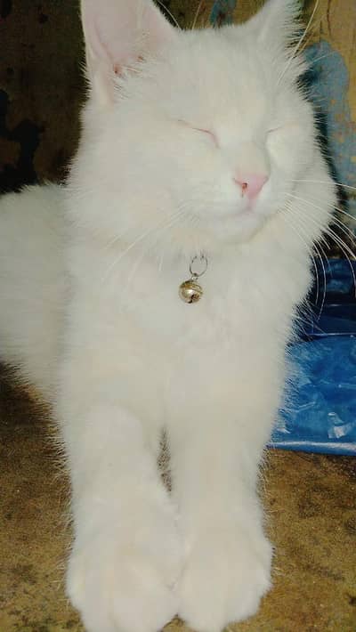 Color white name is Sasha palyeing cat hai she is on heat