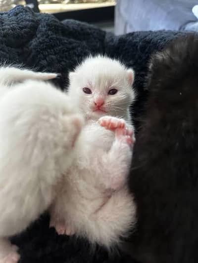 Pure white persion triple coated kittens