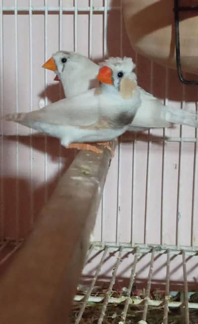 Crusted Finches nd White chick undersize pair ( Read Description)