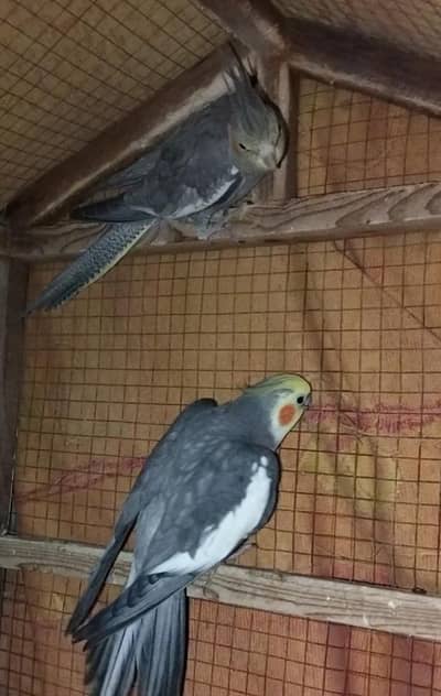 Cocktail Breeder Pair