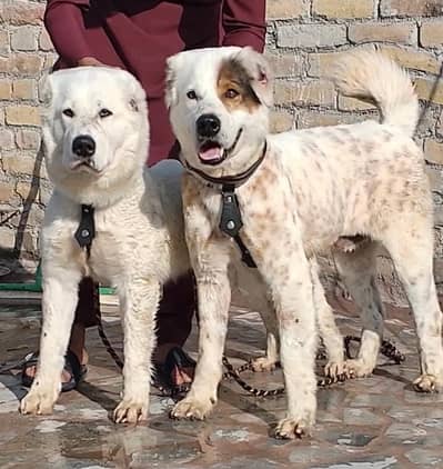 Afghan kuchi | kuchi dog | Afghan dog | afghan puppies