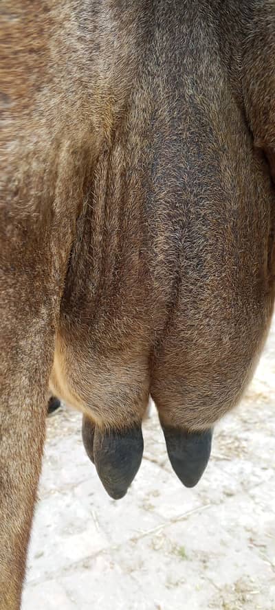 تیسرا سوا گاے دودھ 10 کلو ساتھ وچھی