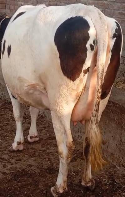 faresion cow/jersey sahiwal cross/cholistani cross/گاے