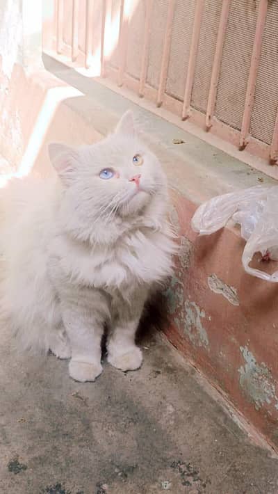 ODD EYES PURE PERSIAN TRIPLE COAT FOR SALE