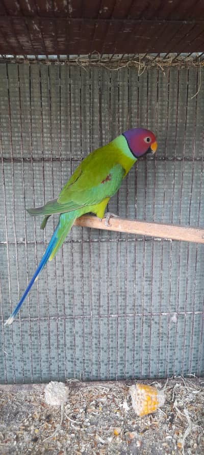 plum head Male  03168260955