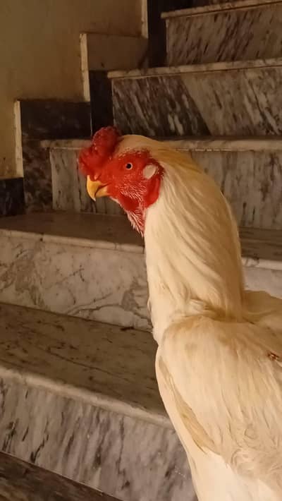 Parrot beak and shamo cross