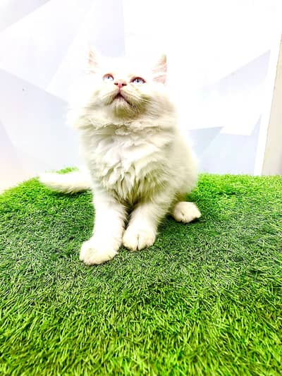 Persian kittens|triple Coated|Punch Face kittens /cute | Cats