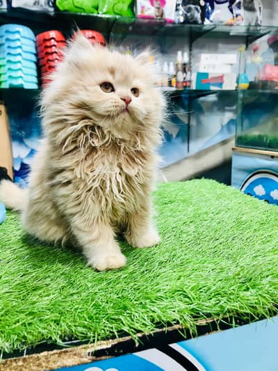 Persian kittens|triple Coated|Punch Face kittens /cute | Cats