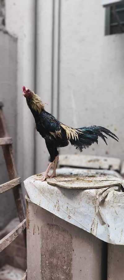 shamo cross thai Breader males