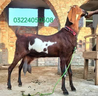 Ghaban Bakri | Nagra Bakri | Nagra Goat | ناگرہ بکری | Nagra Goat Lhr