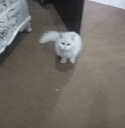 persian male kitten 3 coated