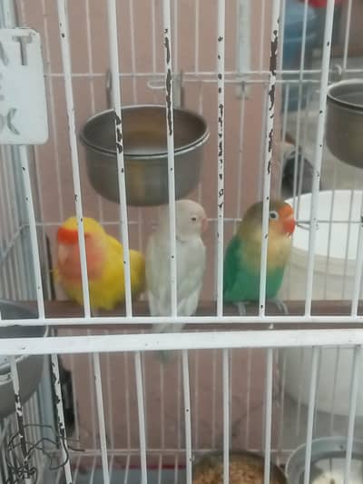 par blue  and albino red eyes breeder pair